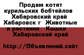 Продам котят курильских бобтейлов - Хабаровский край, Хабаровск г. Животные и растения » Кошки   . Хабаровский край